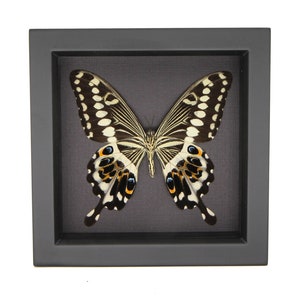 May include: A preserved swallowtail butterfly specimen displayed inside a square black shadow box frame. The butterfly features black wings with white spots, and lower wing sections accented with blue, orange, and white patterns on a dark background.