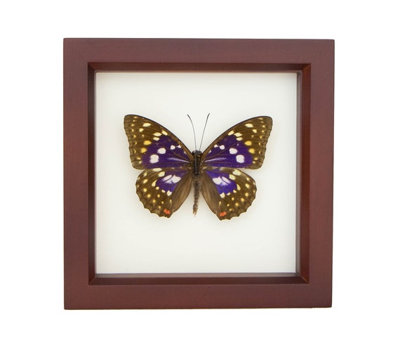 ドウセイカレシ ButterflyLip Amazon | ドウセイカレシシリーズVol.1