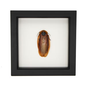 May include: A preserved brown cockroach specimen displayed inside a square black frame with a white background. The insect is positioned vertically in the center, showcasing its elongated wings, dark head, and thin antennae against the white matting.