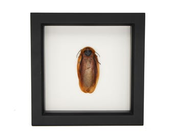 Cucaracha gigante de cueva Blaberus giganteus enmarcada, con protección UV, 6x6 pulgadas.