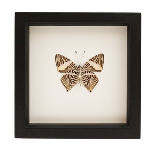 Butterfly Art Mosaic Butterfly Colubra dirce 6x6 Shadowbox Display