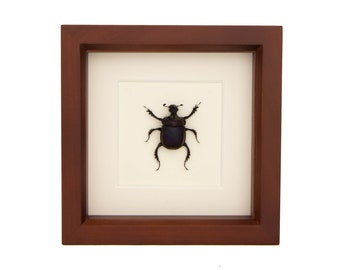 Real Framed Scarab Beetle 6x6 inch Taxidermy Display
