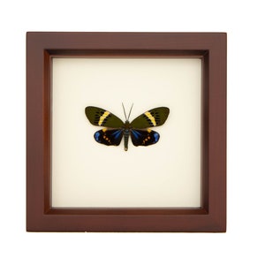 Framed Moth Display Museum Quality Insect Art