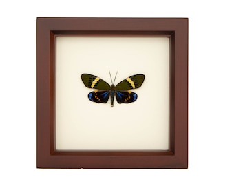 Framed Moth Display Museum Quality Insect Art