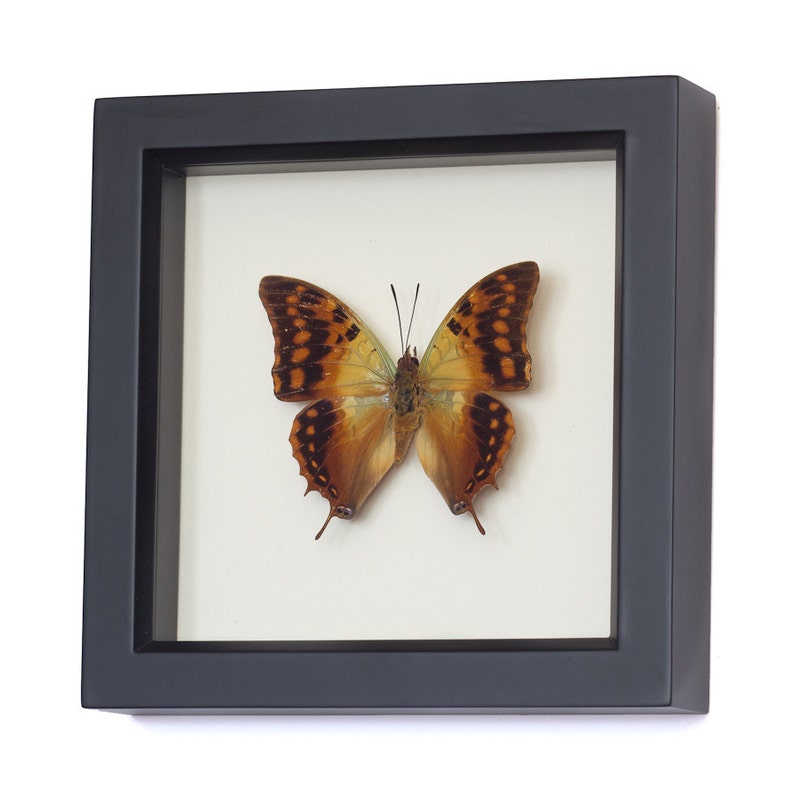 Butterfly Display Charaxes candiope Framed Insect Art image 5