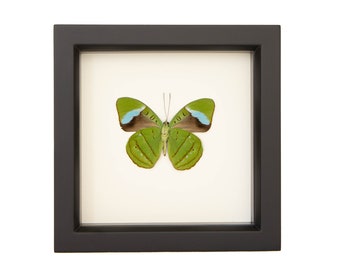 Framed Olivewing Butterfly underside Nessaea hewitsoni 6x6