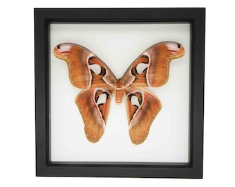 Real Framed Atlas Moth 9x9 UV Blocking Glass Museum Display