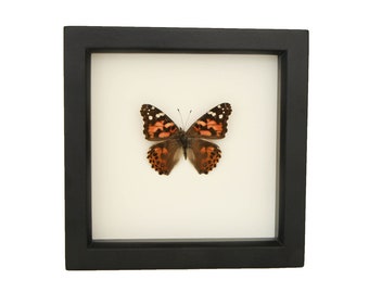 Real Framed Painted Lady Butterfly Insect Display Frame 6x6 Vanessa carduii