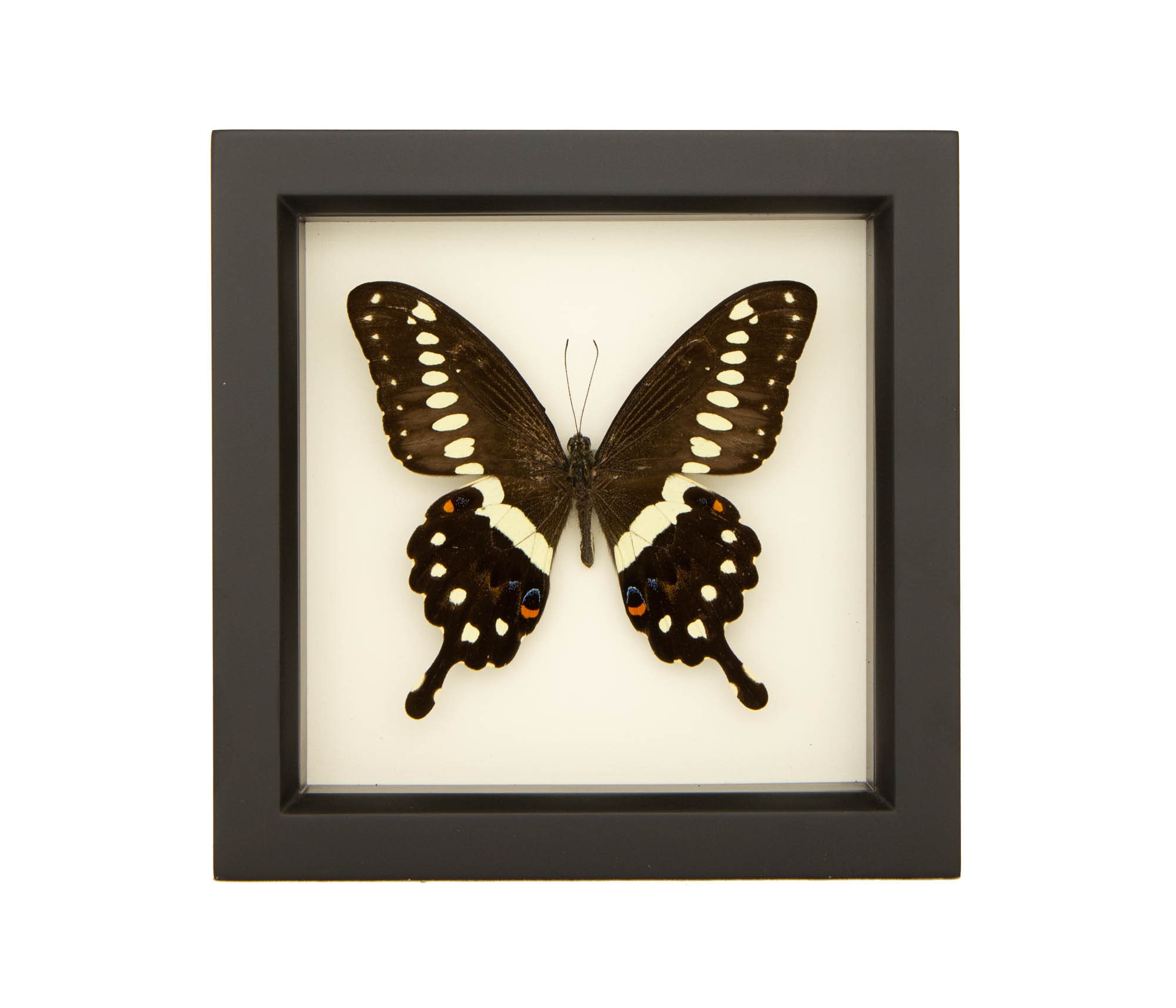 Framed Lormiers Swallowtail Butterfly Art Shadowbox | Etsy