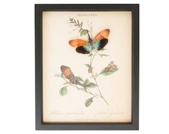 Victorian Insect Display Lanternfly Shadowbox UV GLASS 9x11