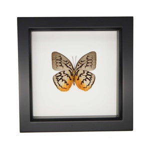 Real Framed Wavy Lined Glory Butterfly Shadowbox Display Melanocyma faunula 6x6 802