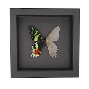 Real Sunset Moth Descaled Skeleton Oddity Black Background 6x6