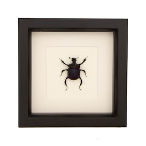 Real Scarab Beetle Insect Display Enoplotrupes sharpi