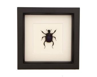 Real Scarab Beetle Insect Display