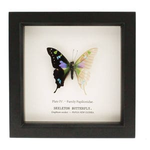 Framed Purple Mountain butterfly with one wing descaled.  6x6 inch shadowbox frame