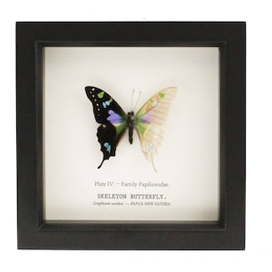 Framed Butterfly Skeleton Curiosity Taxidermy UV Blocking Glass 6x6