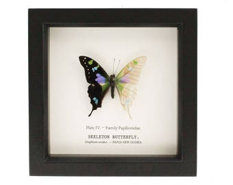 Cabinet of Curiosity Framed Skeleton Butterly Taxidermy