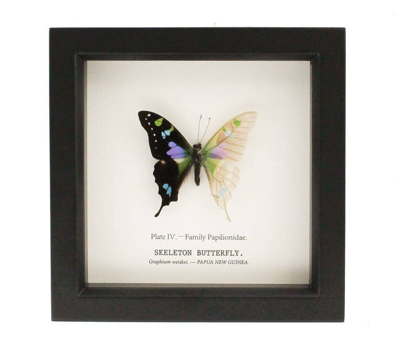 Framed Purple Mountain butterfly with one wing descaled.  6x6 inch shadowbox frame