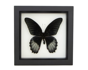 Papilio rumanzovia Framed Insect Taxidermy Display