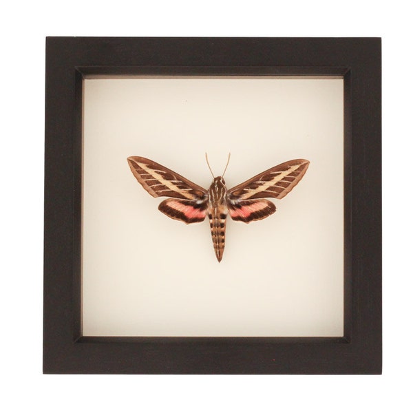 Exhibición enmarcada de colibrí esfinge de polilla