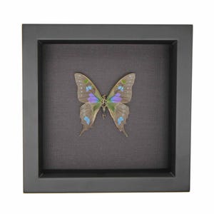 Real Framed Altered Butterfly Skeleton Purple Mountain Swallowtail Black Background UV Glass 6x6