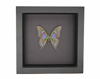 Framed Queen Purple Tip Butterfly Pair, Colotis Regina, Riker