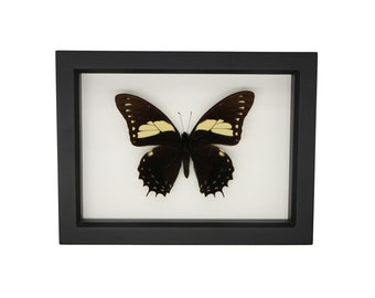Framed Papilio aristeus swallowtail 6x8 275