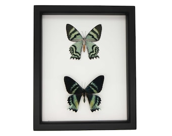 Polilla diurna Alcides enmarcada (anverso y reverso) Marco de 9x11 pulgadas con protección UV