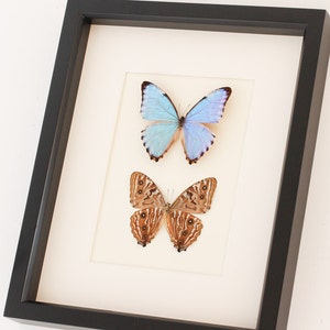 Real Blue Morpho Butterflies Art Front and Back 9x11 image 2