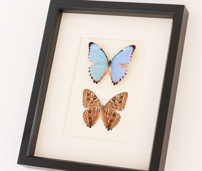 Real Blue Morpho Butterflies Art Front and Back 9x11 image 2