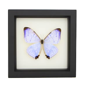 Real Blue Morpho Pearl SULKOWSKI framed butterfly display