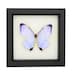 see more listings in the Framed BUTTERFLIES section