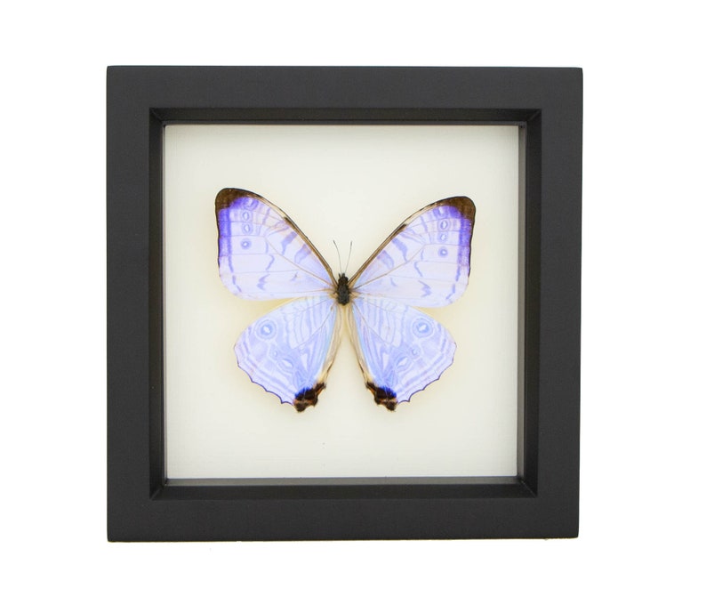 Real Blue Morpho Pearl SULKOWSKI framed butterfly display image 1