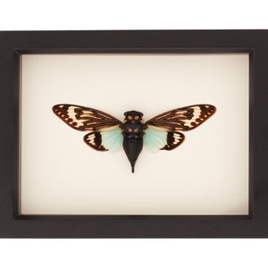 Framed Cicada TOSENA SPLENDIDA Insect Art Display 6x8