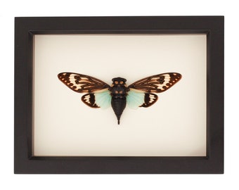 Framed Cicada TOSENA SPLENDIDA Insect Art Display 6x8