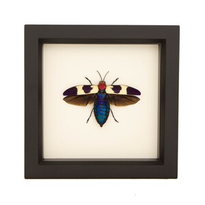 Real Framed Jewel Beetle Taxidermy 6x6 Black Frame