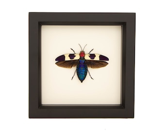 Real Framed Jewel Beetle Taxidermy 6x6