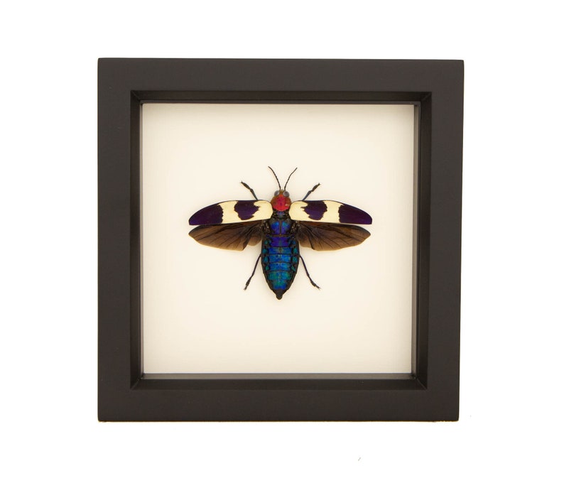Real Framed Jewel Beetle Taxidermy 6x6 Black Frame