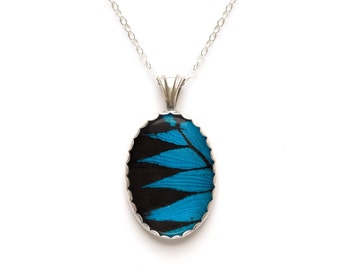 Bijoux insecte véritable aile de papillon PAPILIO ULYSSE en argent sterling