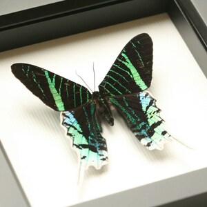 Urania Swallowtail Mounted Moth Framed Insect Display image 2