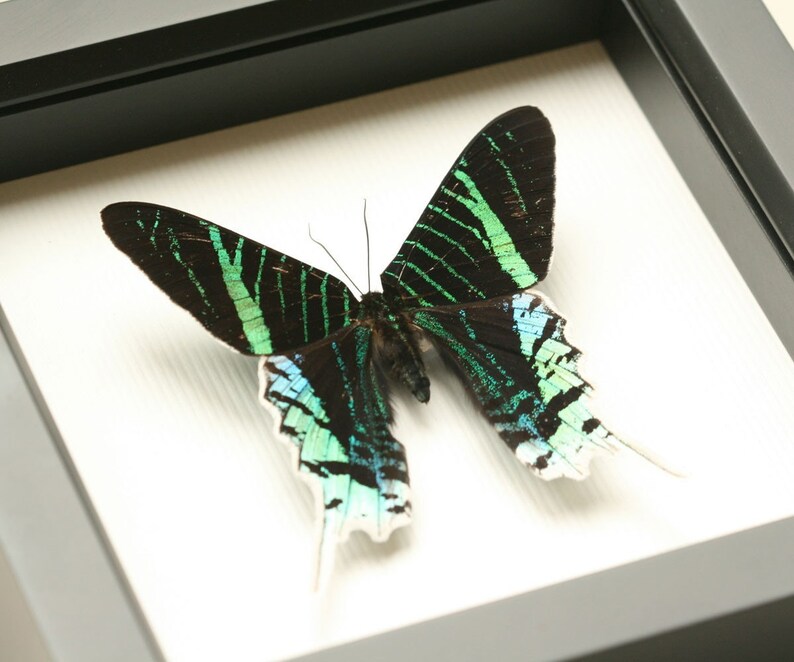 Urania Swallowtail Mounted Moth Framed Insect Display image 2