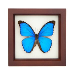 Blue Morpho Butterfly Real Mounted Butterfly Display 6x6 image 3