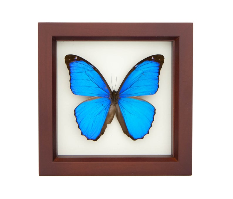 Blue Morpho Butterfly Real Mounted Butterfly Display 6x6 image 3