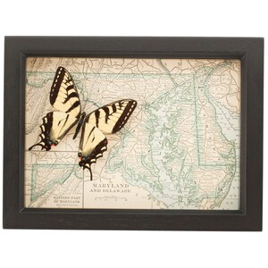 Framed Antique Map Maryland with real Native Butterfly image 2