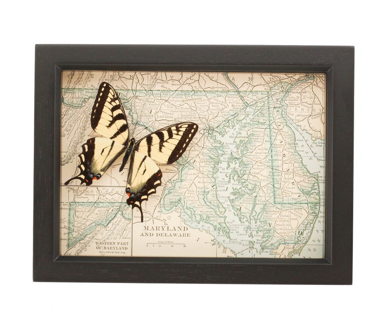 Framed Antique Map Maryland with real Native Butterfly image 2
