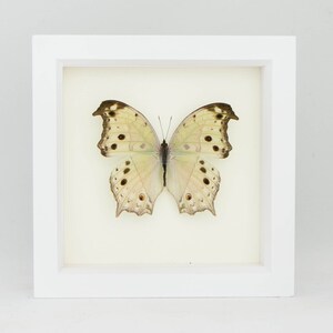 Nature Wall Art, Framed Butterfly Mother of Pearl, Brown Frame SALAMIS PARHASSUS image 3