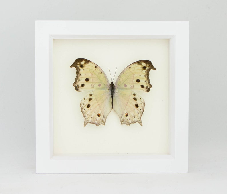 Nature Wall Art, Framed Butterfly Mother of Pearl, Brown Frame SALAMIS PARHASSUS image 3