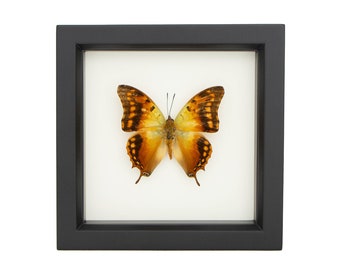 Nature Art Insect Taxidermy Green Veined Emperor Butterfly