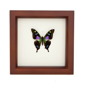 3D Wall Art Insect Entomology Shadow Box Display 6x6 image 2