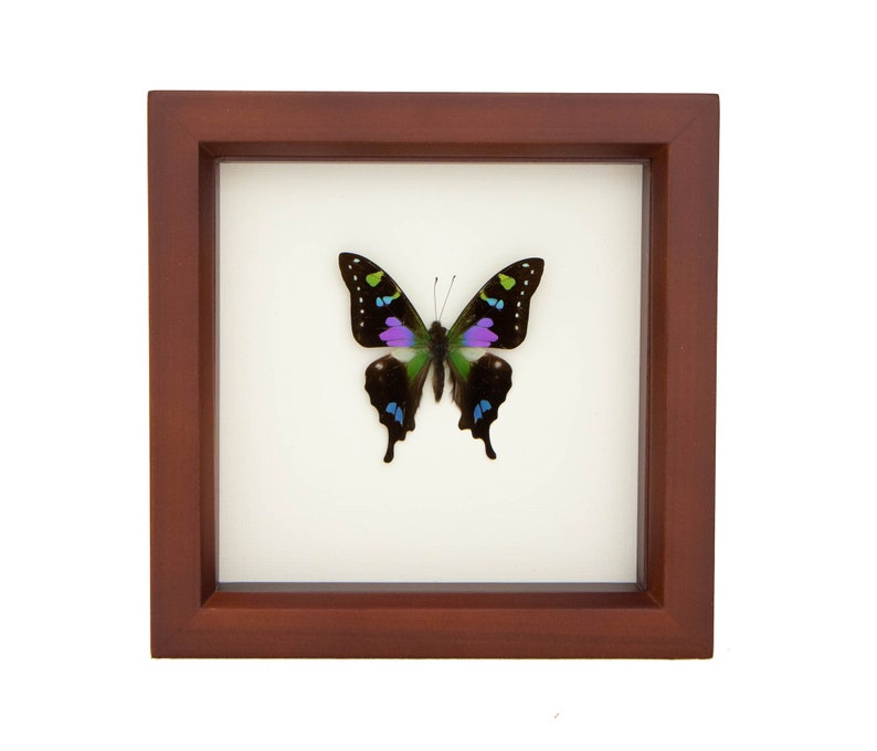 3D Wall Art Insect Entomology Shadow Box Display 6x6 image 2